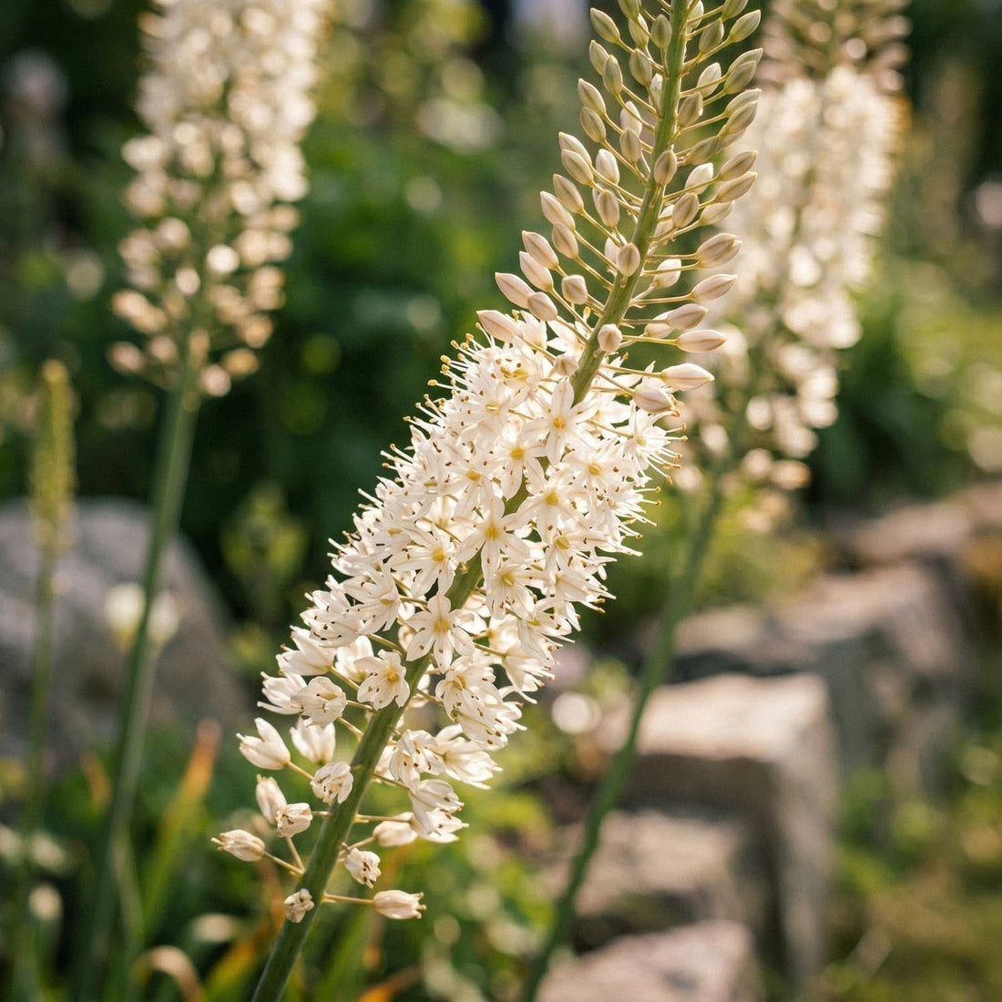 Stäpplilja, Eremurus 'Himalaicus'