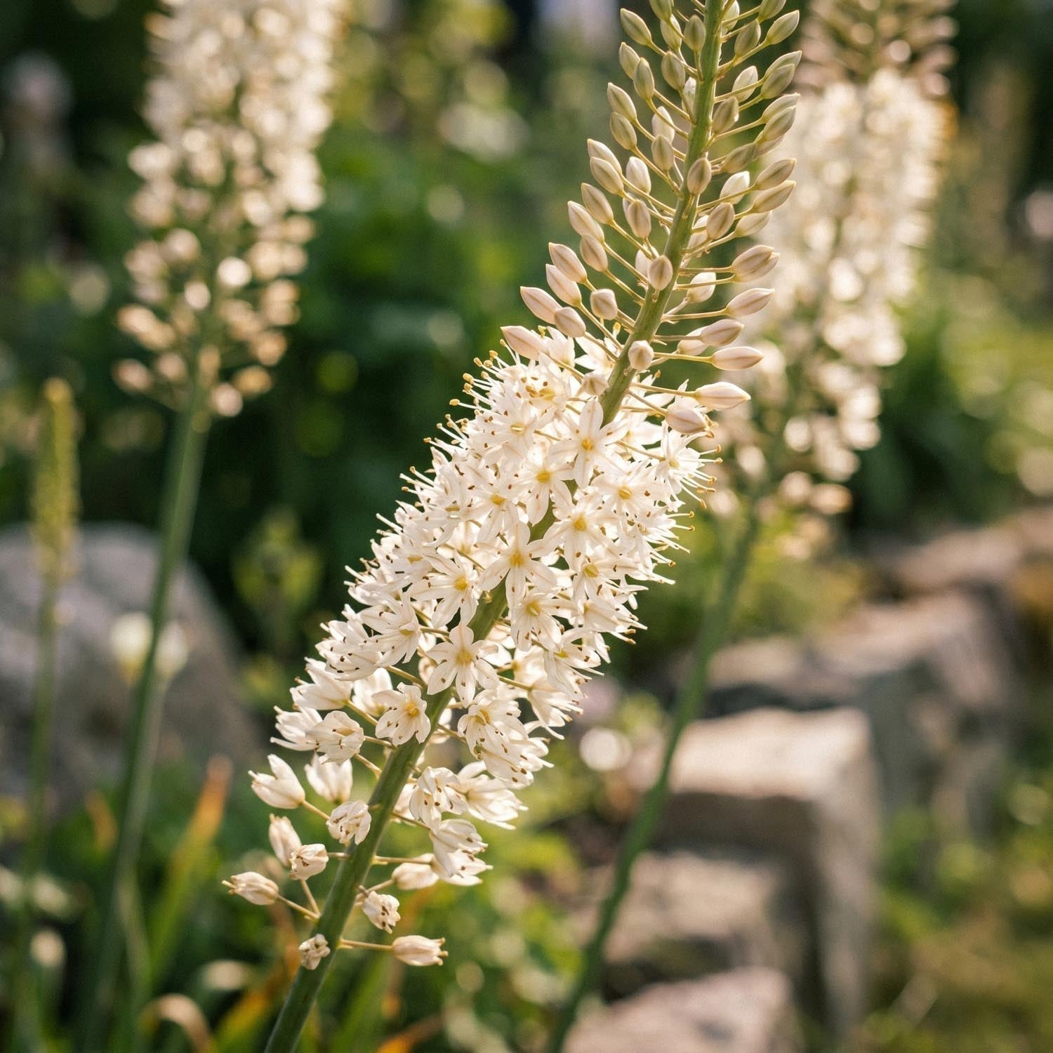 Stäpplilja, Eremurus 'Himalaicus'