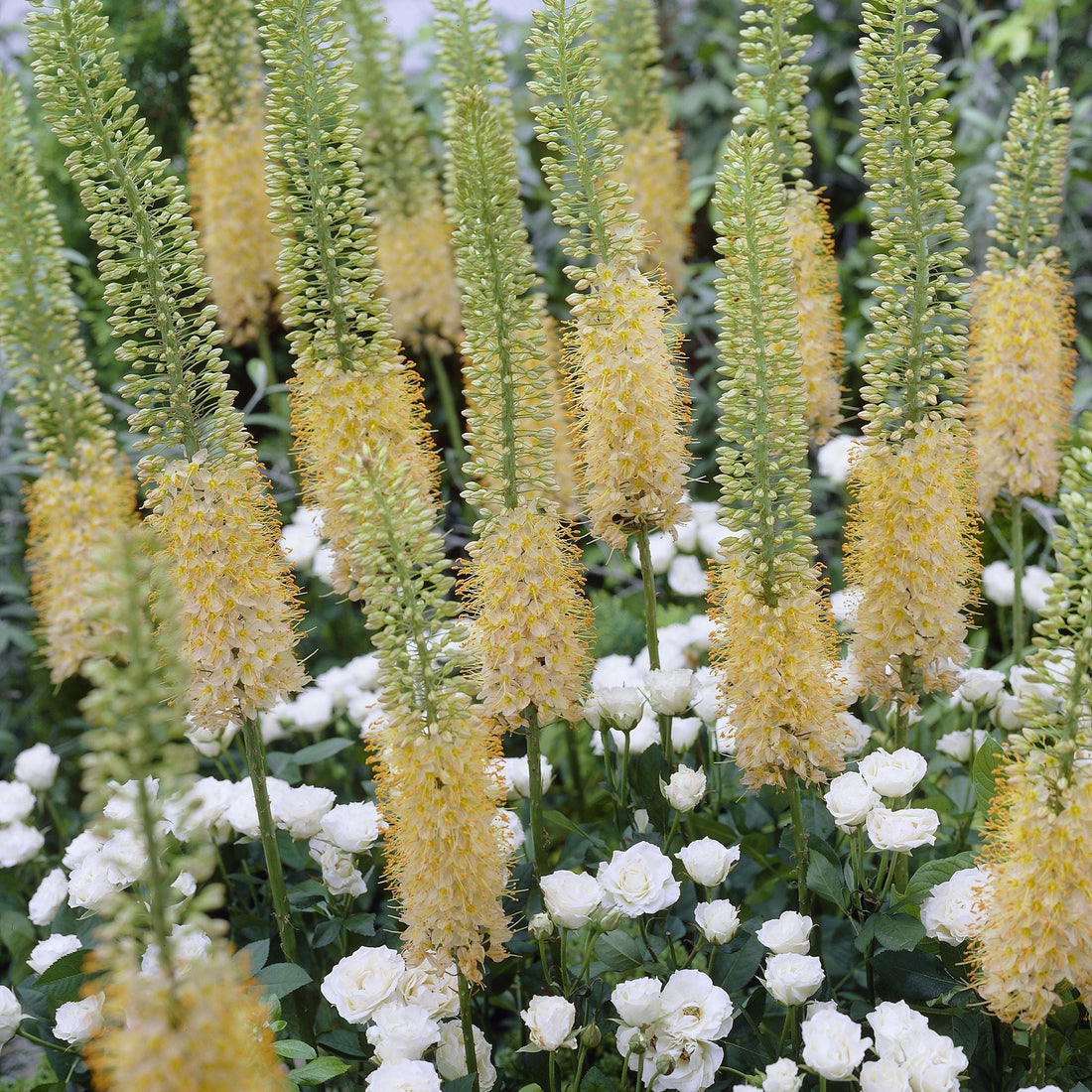 Stäpplilja, Eremurus 'Romance'