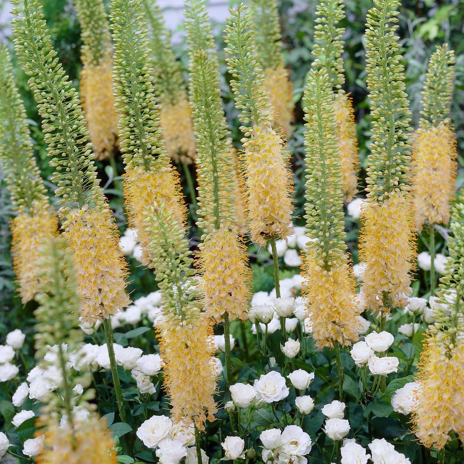 Stäpplilja, Eremurus 'Romance'