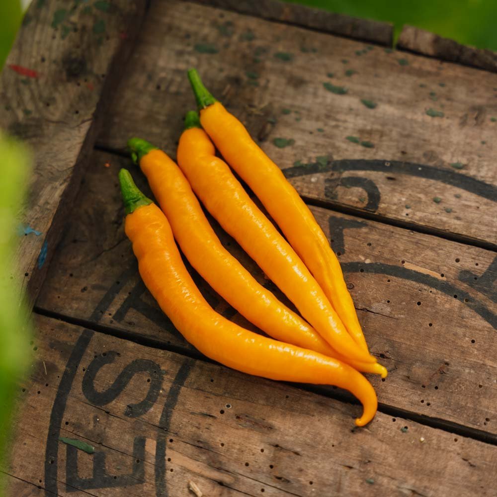 Stark Chili 'Koh Tao' - 5 Ekologiska Frön