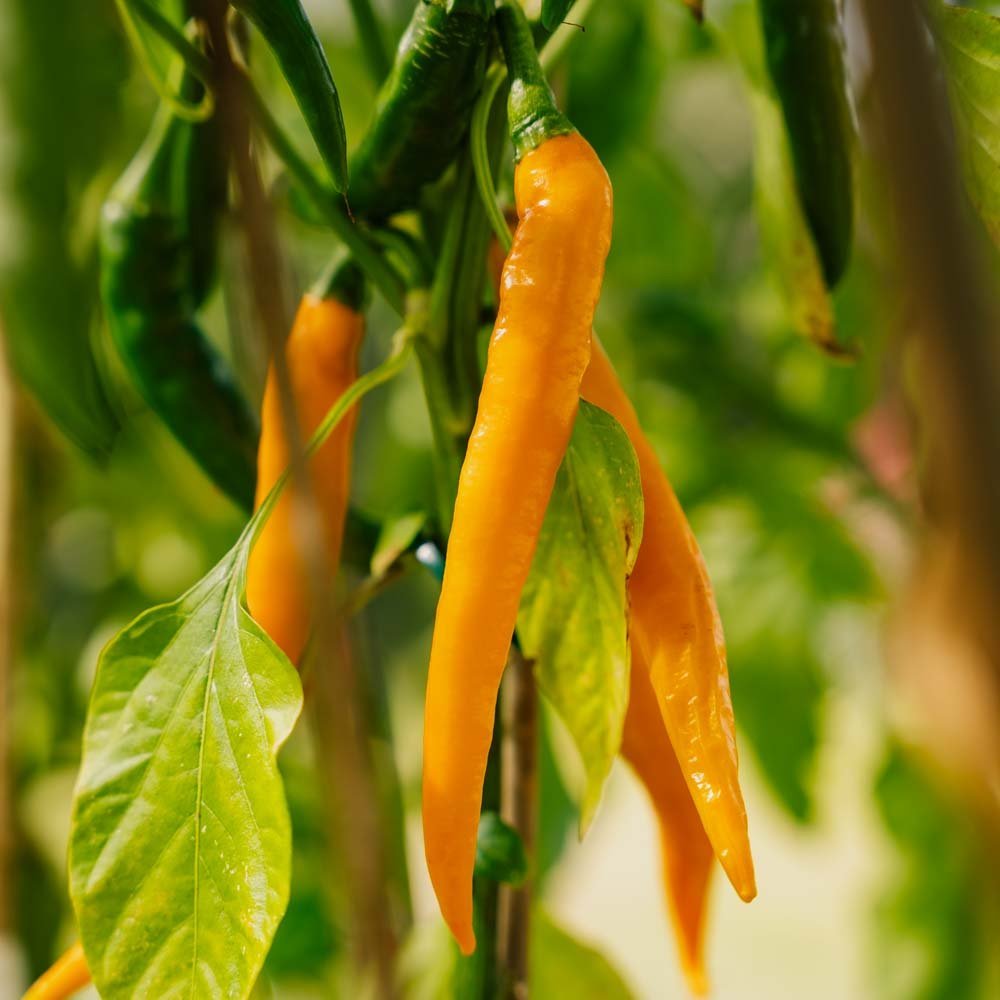 Stark Chili 'Koh Tao' - 5 Ekologiska Frön