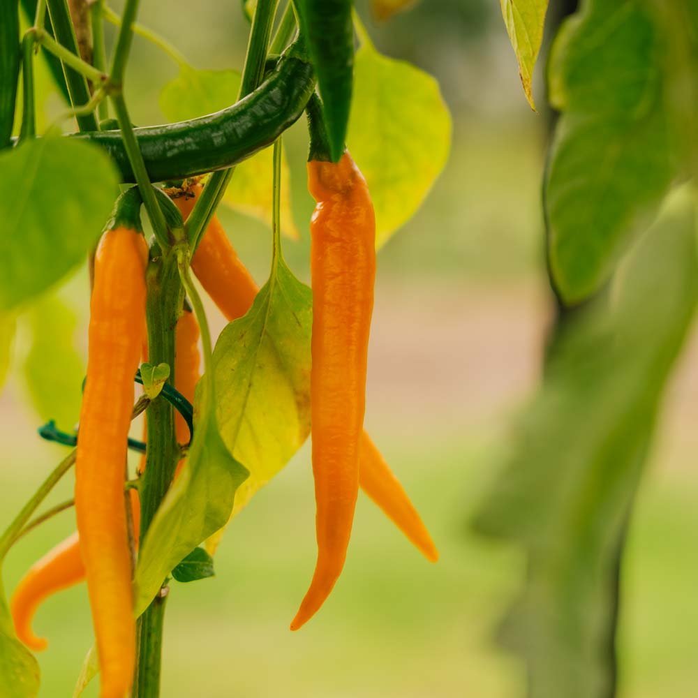 Stark Chili 'Koh Tao' - 5 Ekologiska Frön