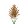 Blomfröer