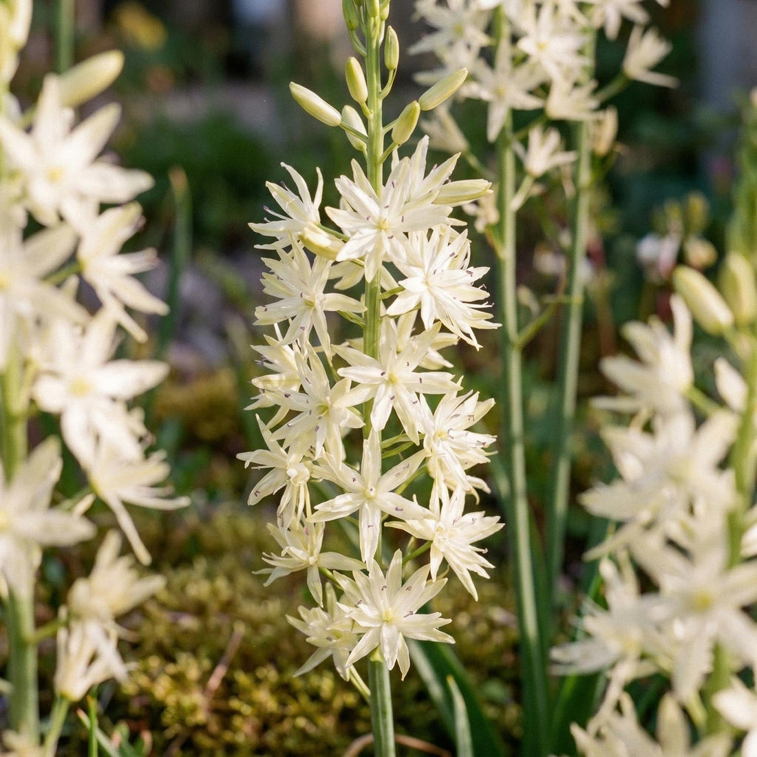 Stjärnhyacint, Camassia 'Alba'