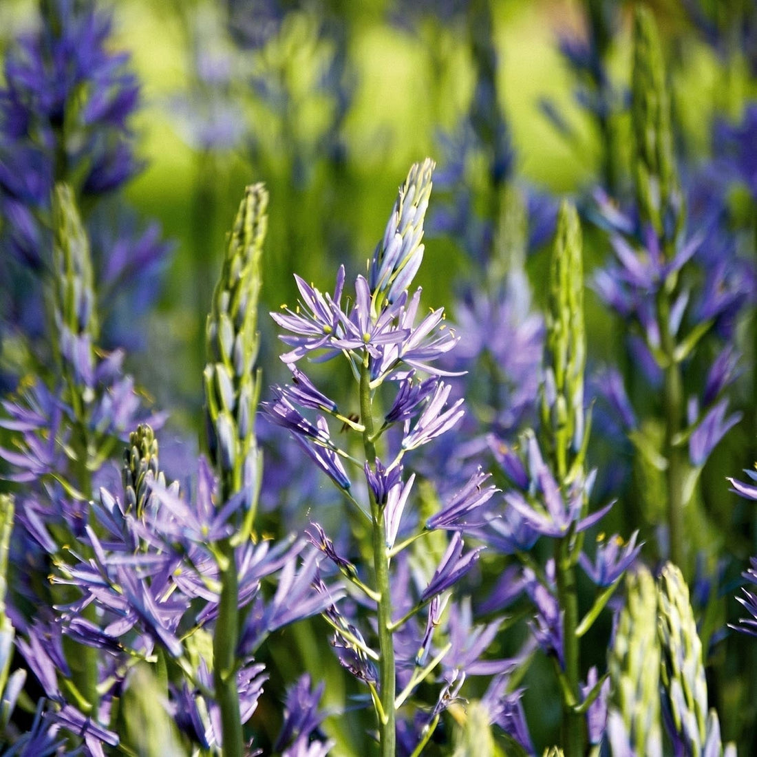 Stjärnhyacint, Camassia 'Caerulea'