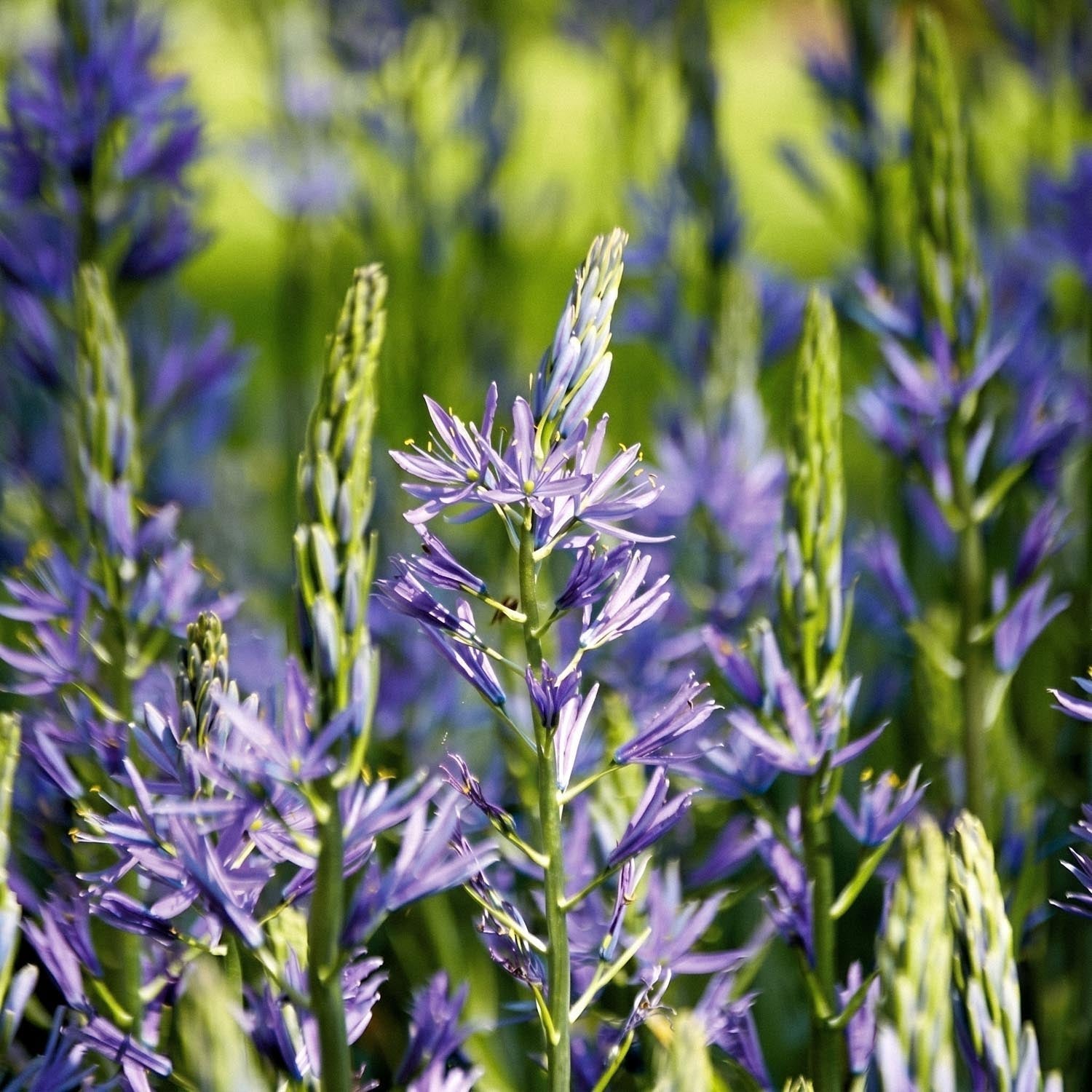 Stjärnhyacint, Camassia 'Caerulea'