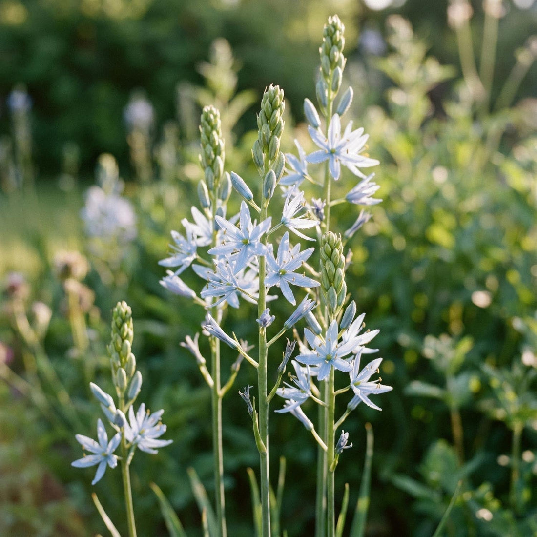 Stjärnhyacint, Camassia 'Cusickii'