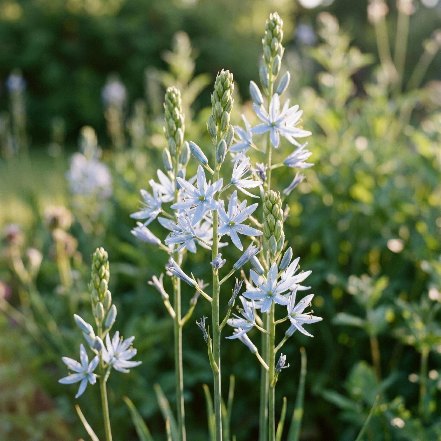 Stjärnhyacint, Camassia 'Cusickii'