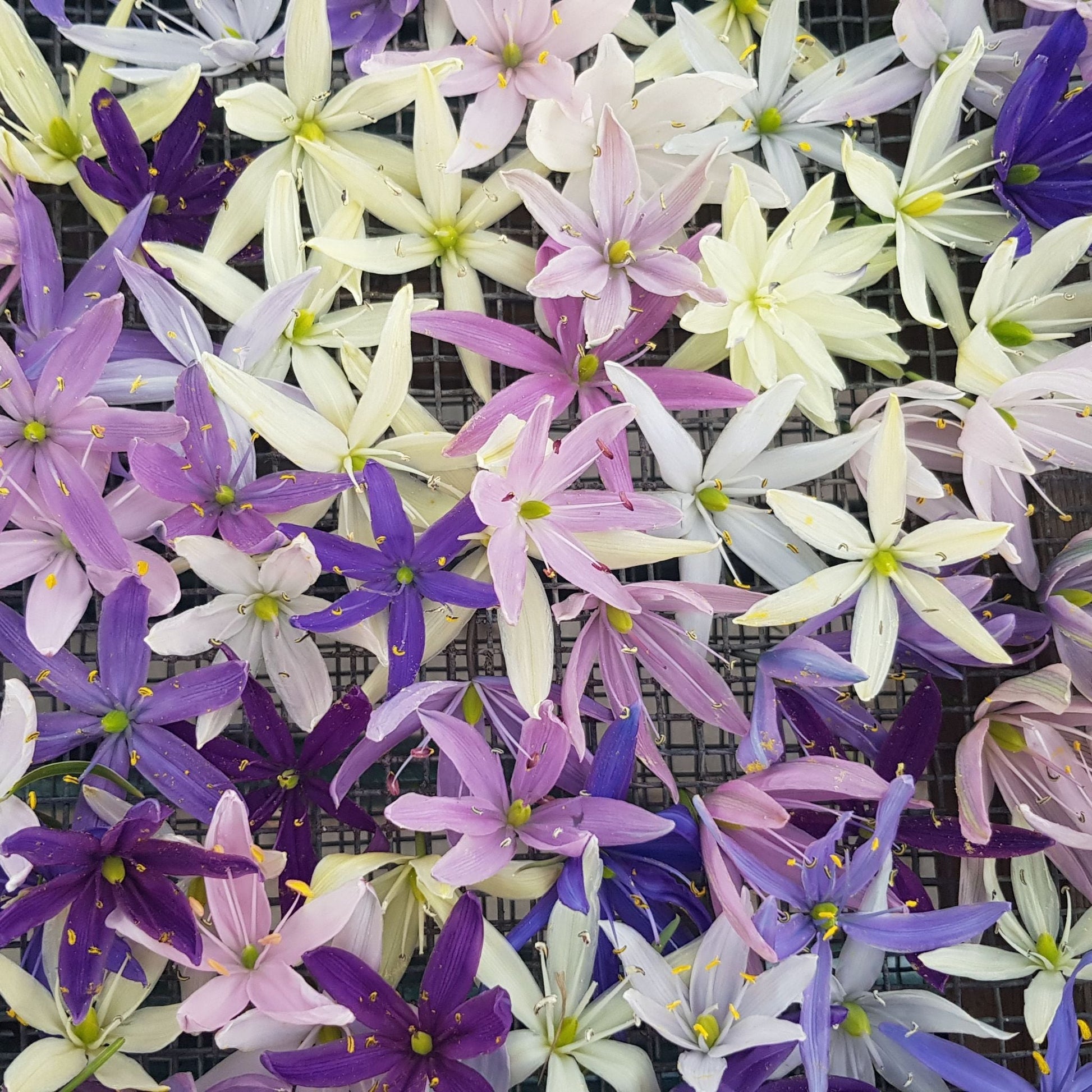 Stjärnhyacintblandning, Camassia 'Breeder Mixed'