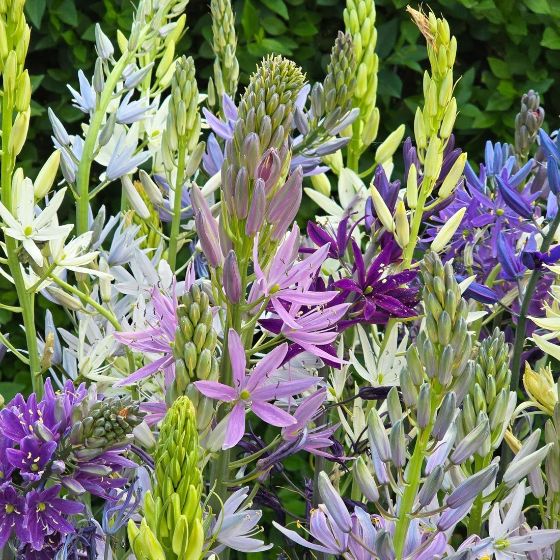 Stjärnhyacintblandning, Camassia 'Breeder Mixed'