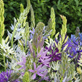 Stjärnhyacintblandning, Camassia 'Breeder Mixed'