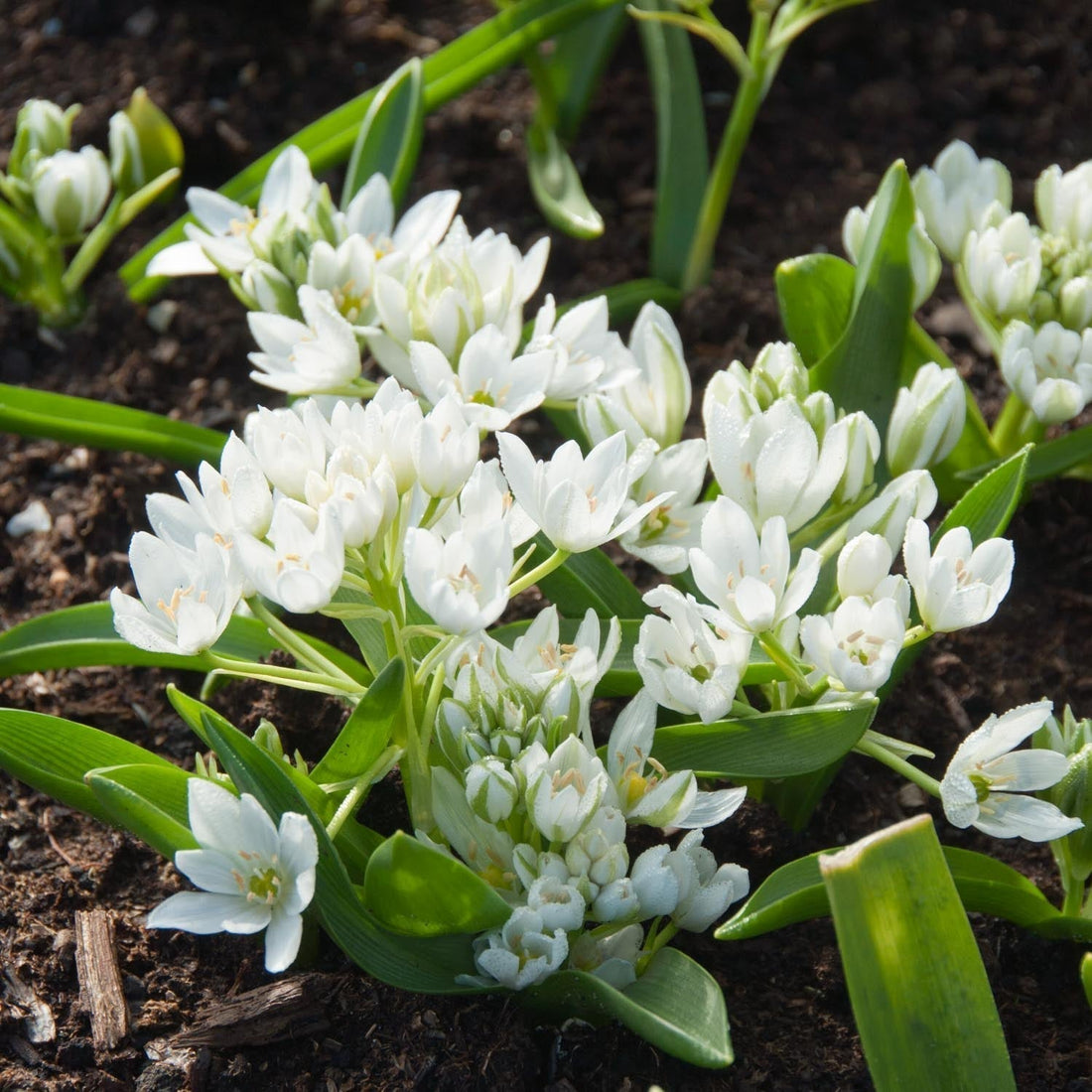 Stjärnlök, Ornithogalum 'Oligophyllum'