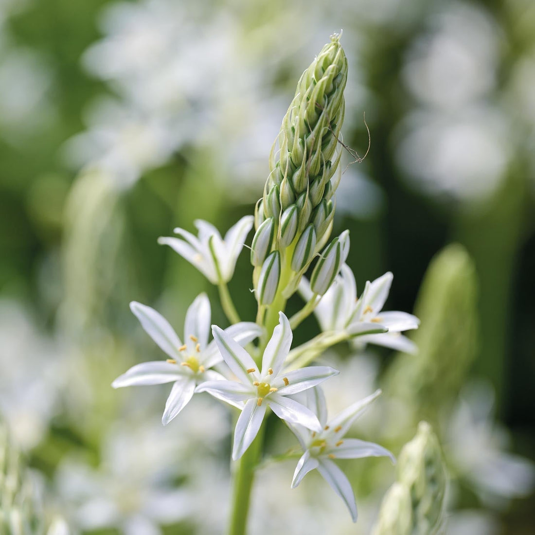 Stjärnlök, Ornithogalum 'Sochi'