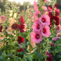 Stockros frö 'Hollyhock' - 25 Ekologiska Frön