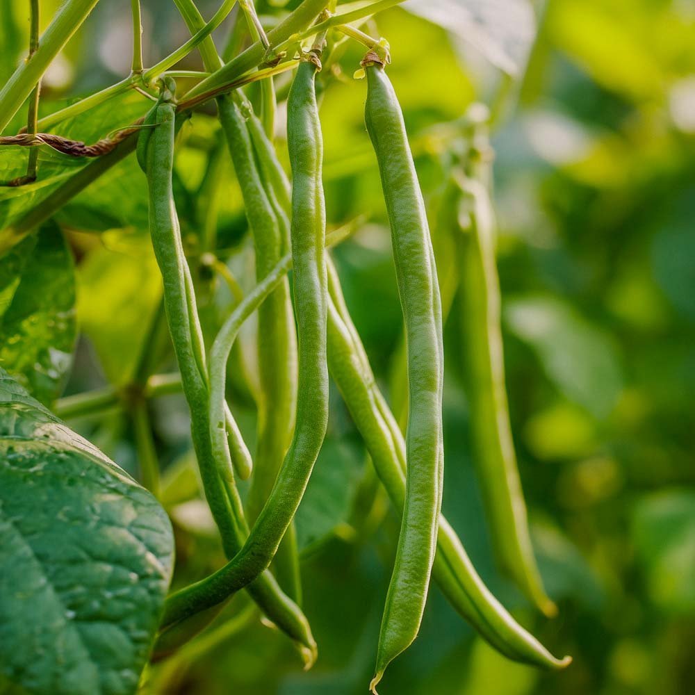 Störpurpurböna frö 'Cobra' - 20 Ekologiska Frön