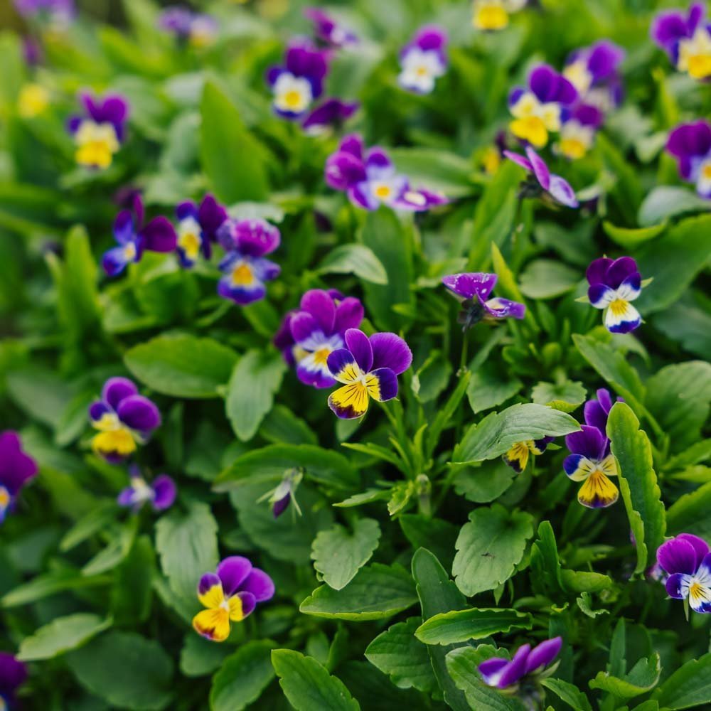 Styvmorsviol frö - 100 Ekologiska Frön