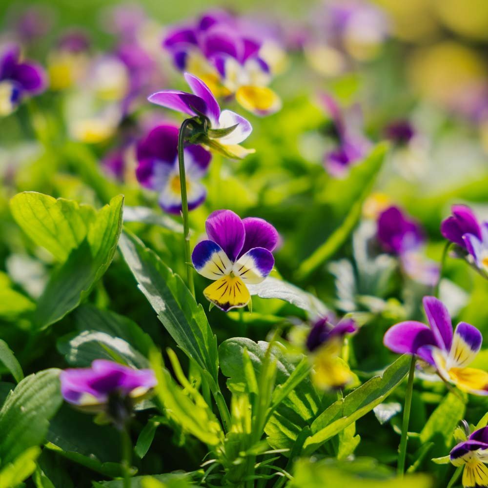 Styvmorsviol frö - 100 Ekologiska Frön