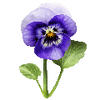 Blomfröer