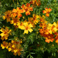 Tagetes frö 'French Marigold' - 75 Ekologiska Frön