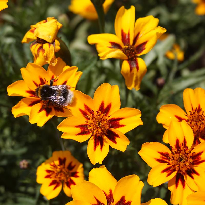 Tagetes frö 'French Marigold' - 75 Ekologiska Frön