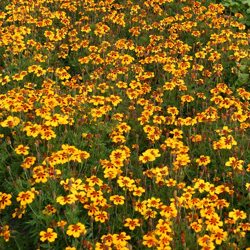 Tagetes frö 'French Marigold' - 75 Ekologiska Frön