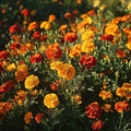 Tagetes frö 'French Marigold, Mixed' - 75 Ekologiska Frön