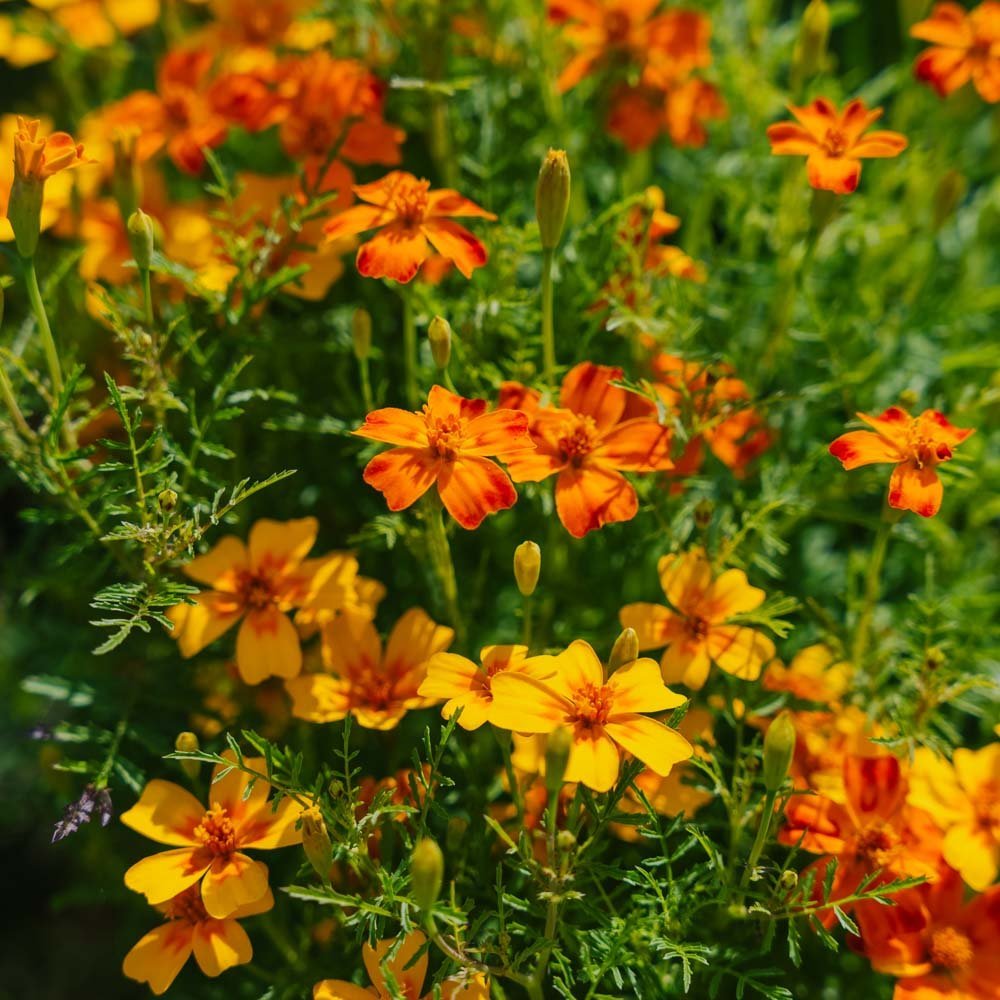 Tagetes frö 'French Marigold, Mixed' - 75 Ekologiska Frön