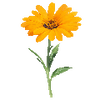 Blomfröer