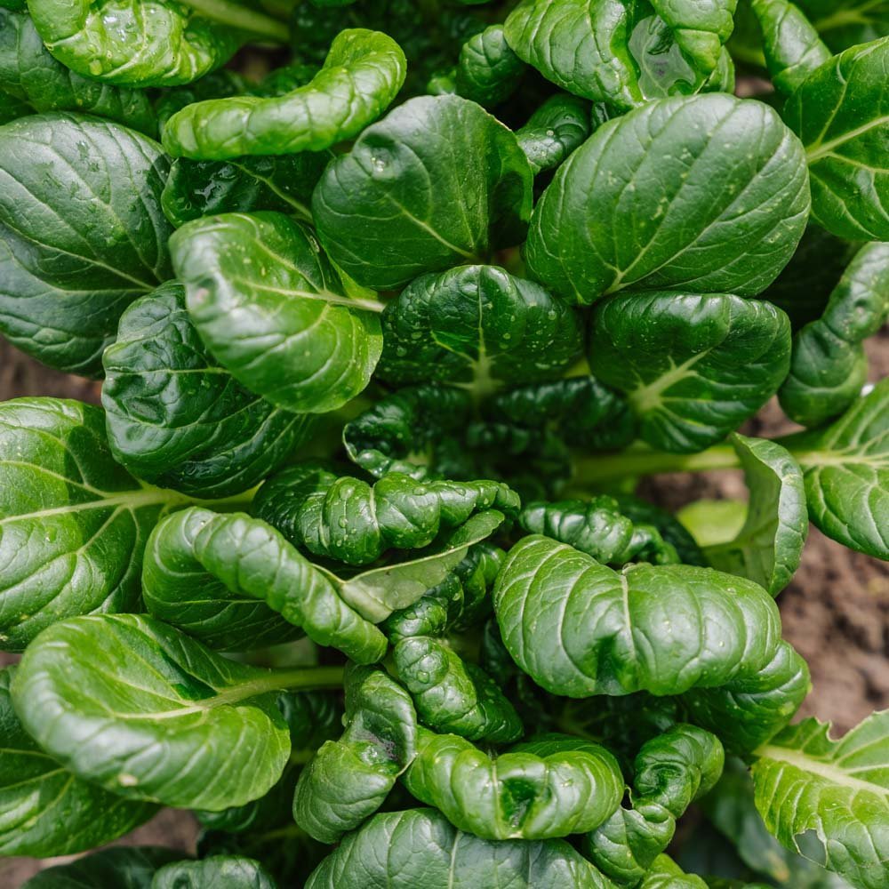 Tatsoikålfrö - 50 Ekologiska Frön