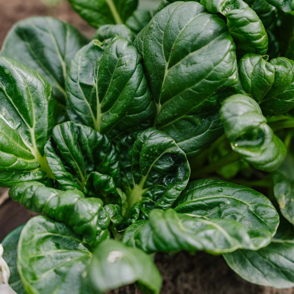 Tatsoikålfrö - 50 Ekologiska Frön