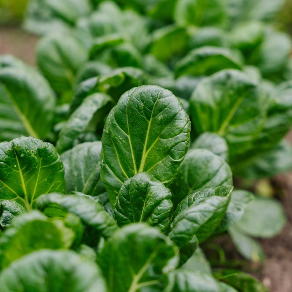 Tatsoikålfrö - 50 Ekologiska Frön