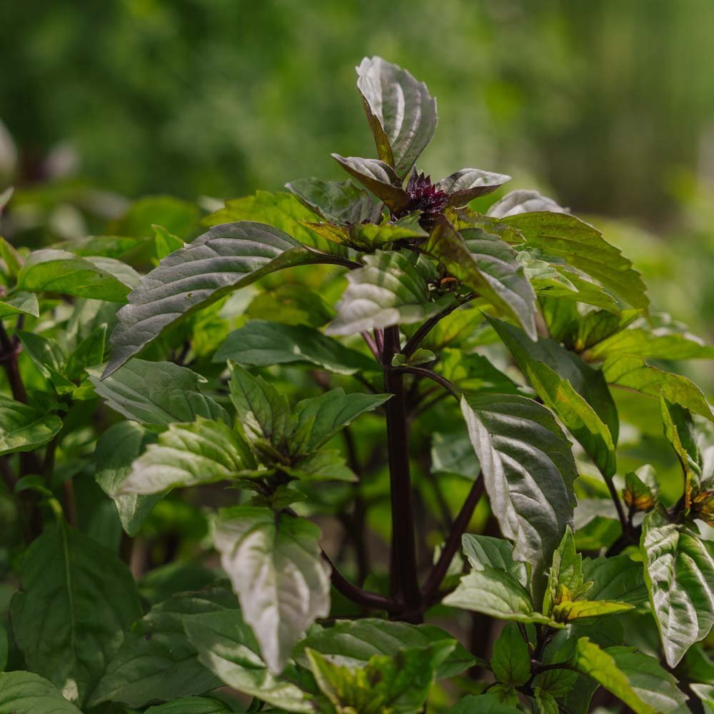 Thai basilika frön - 50 Ekologiska Frön