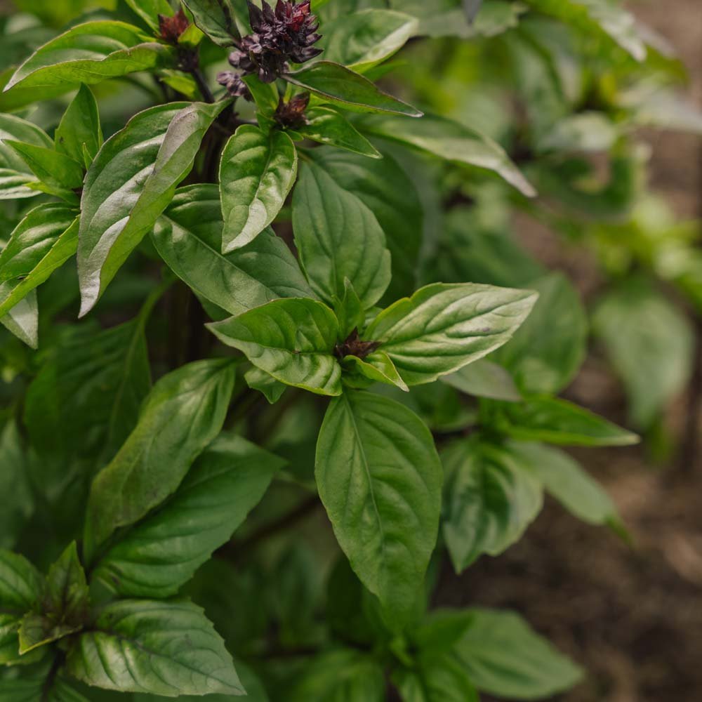 Thai basilika frön - 50 Ekologiska Frön