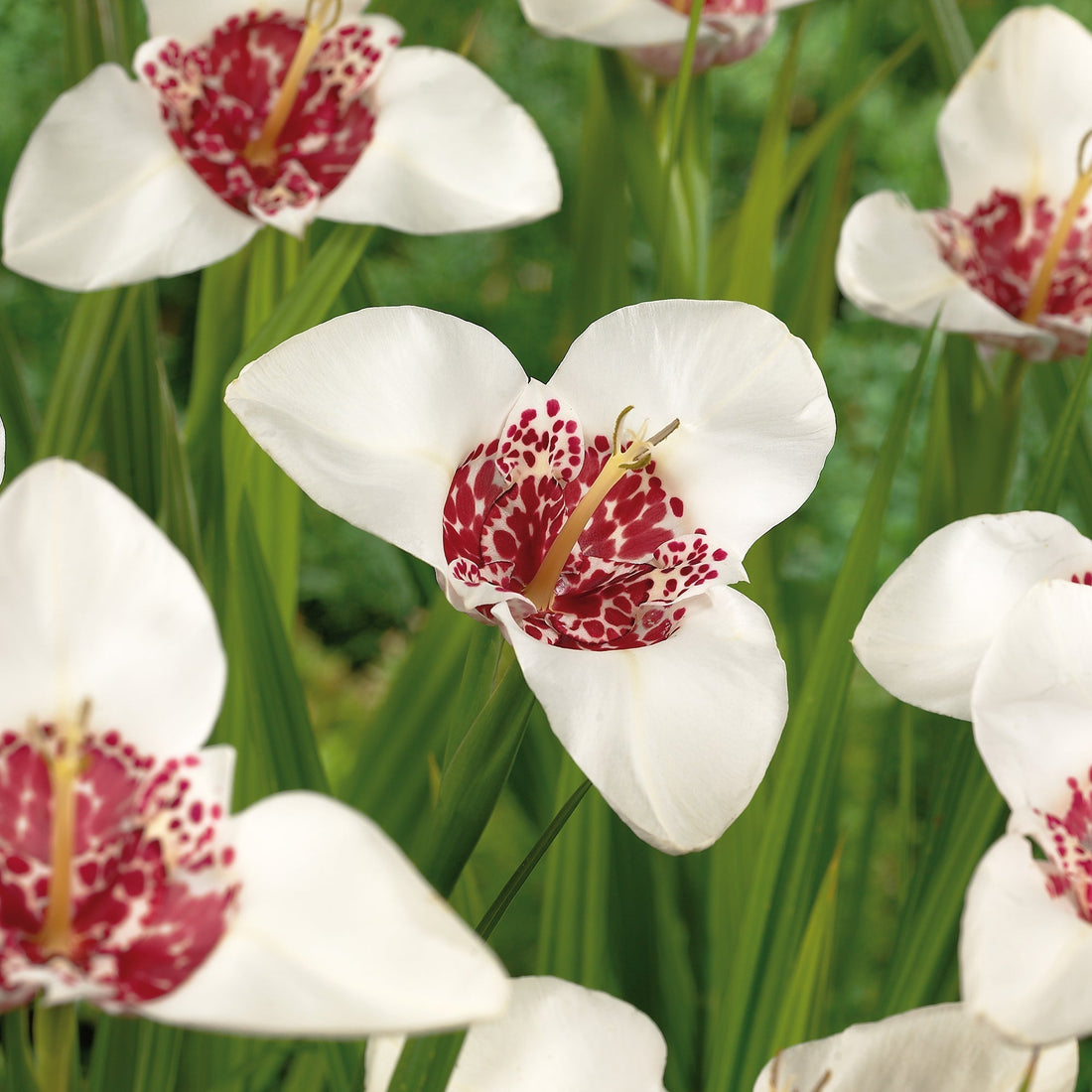 Tigerblomma, Tigridia 'Alba'