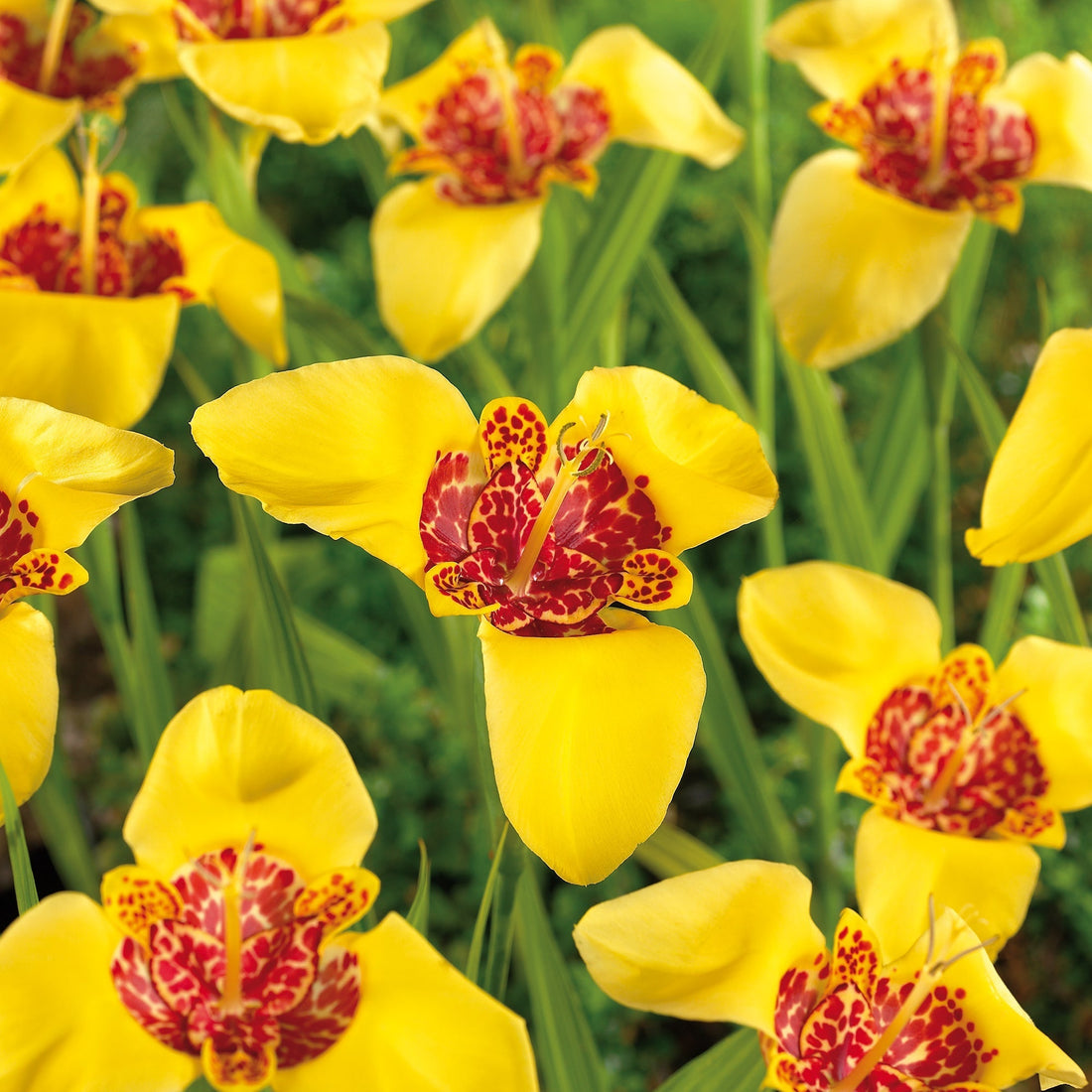 Tigerblomma, Tigridia 'Aurea'