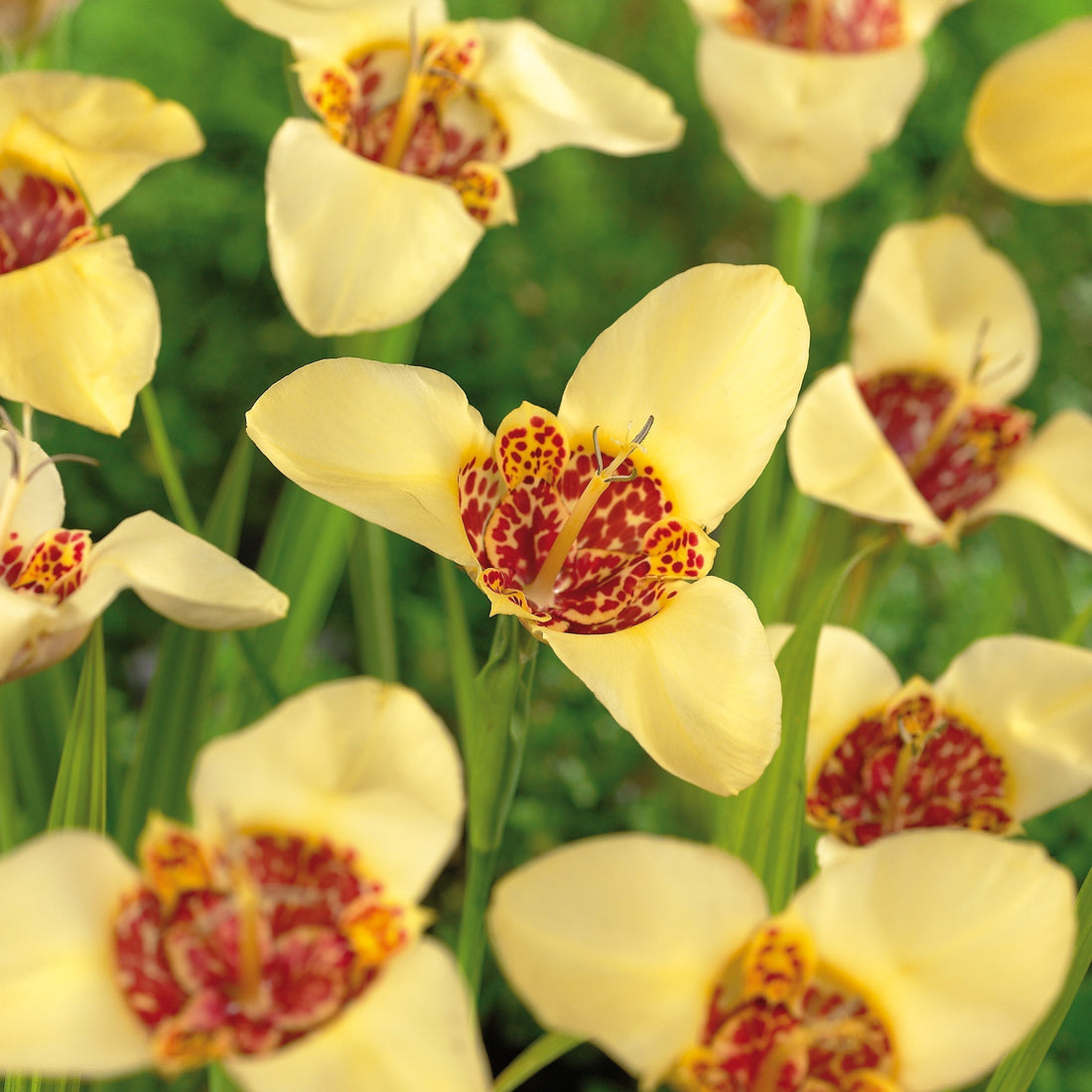 Tigerblomma, Tigridia 'Canariensis'