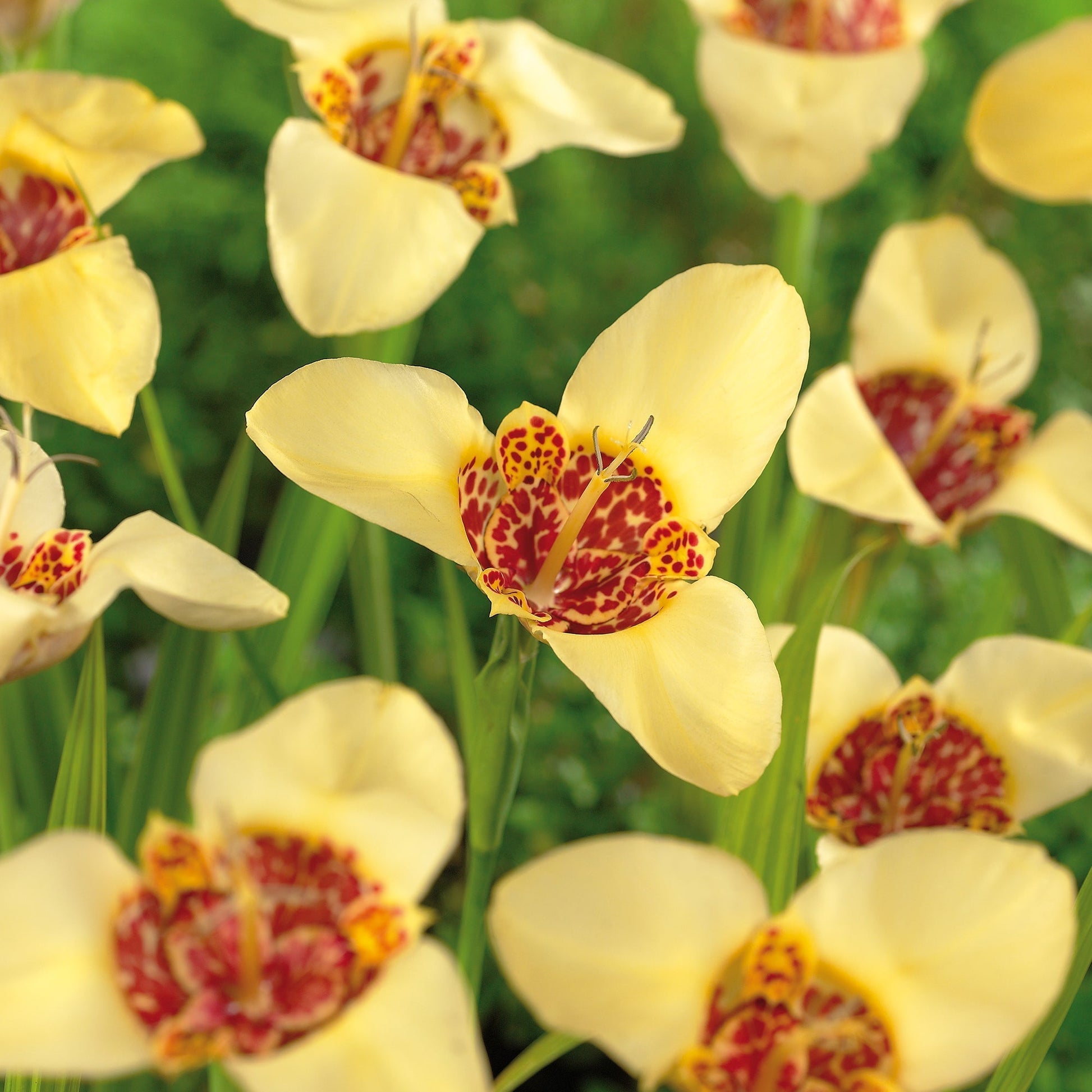 Tigerblomma, Tigridia 'Canariensis'