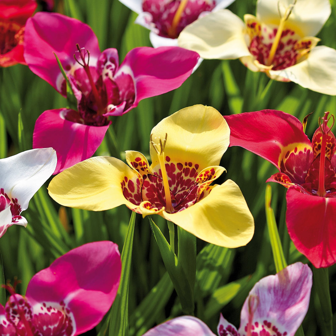 Tigerblomma, Tigridia 'Pavonia Mixed'