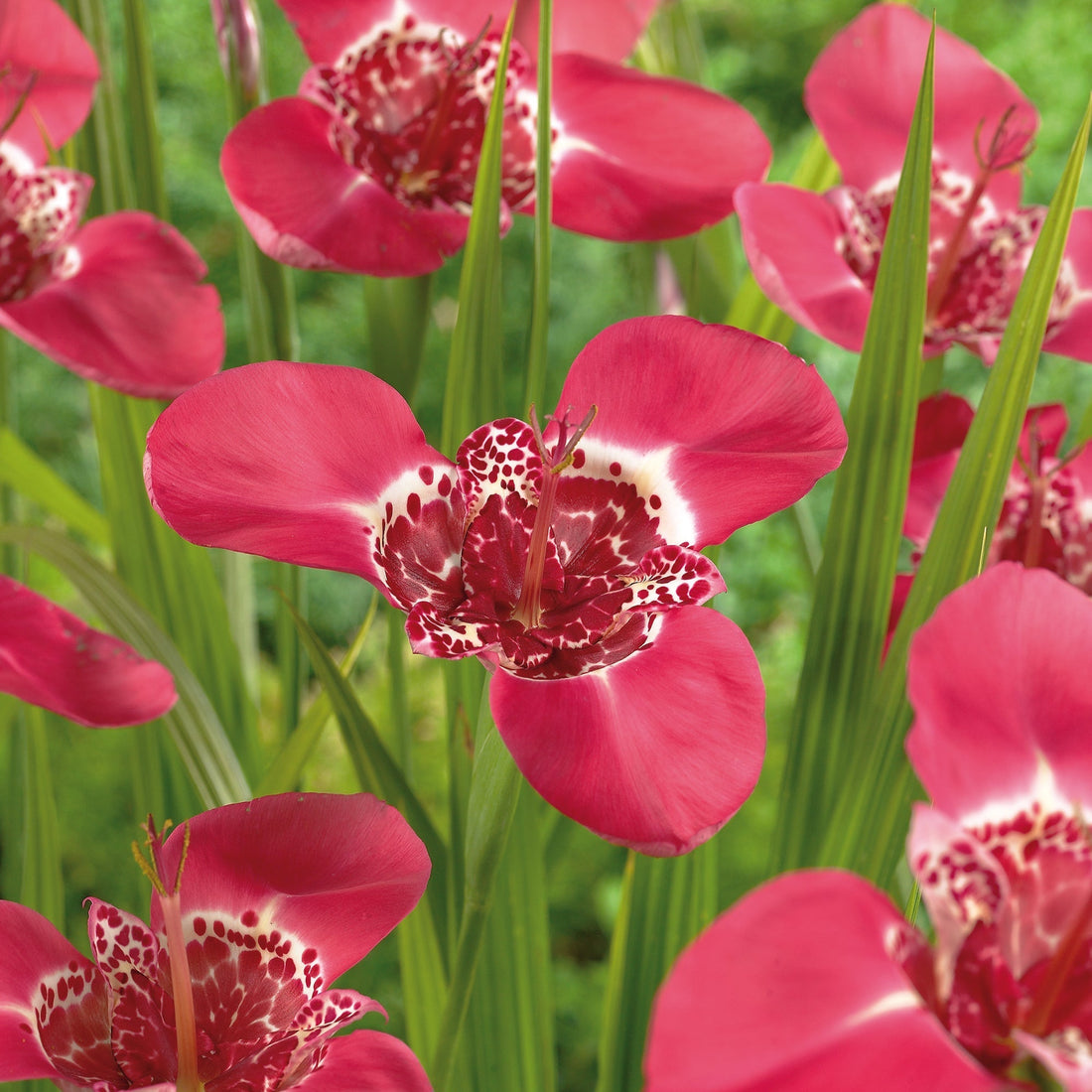 Tigerblomma, Tigridia 'Pink'