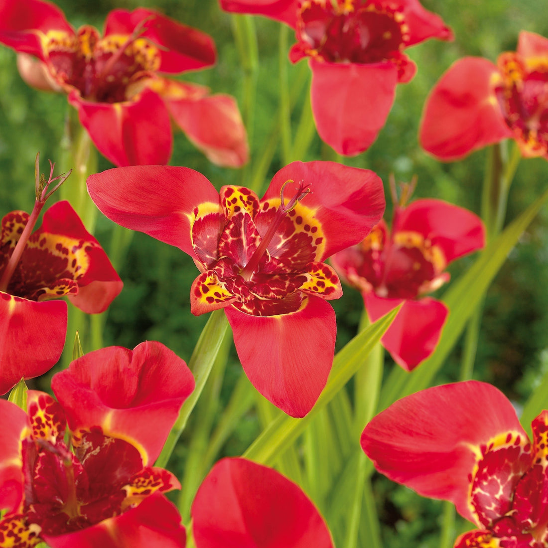 Tigerblomma, Tigridia 'Red'