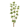 Kryddväxter