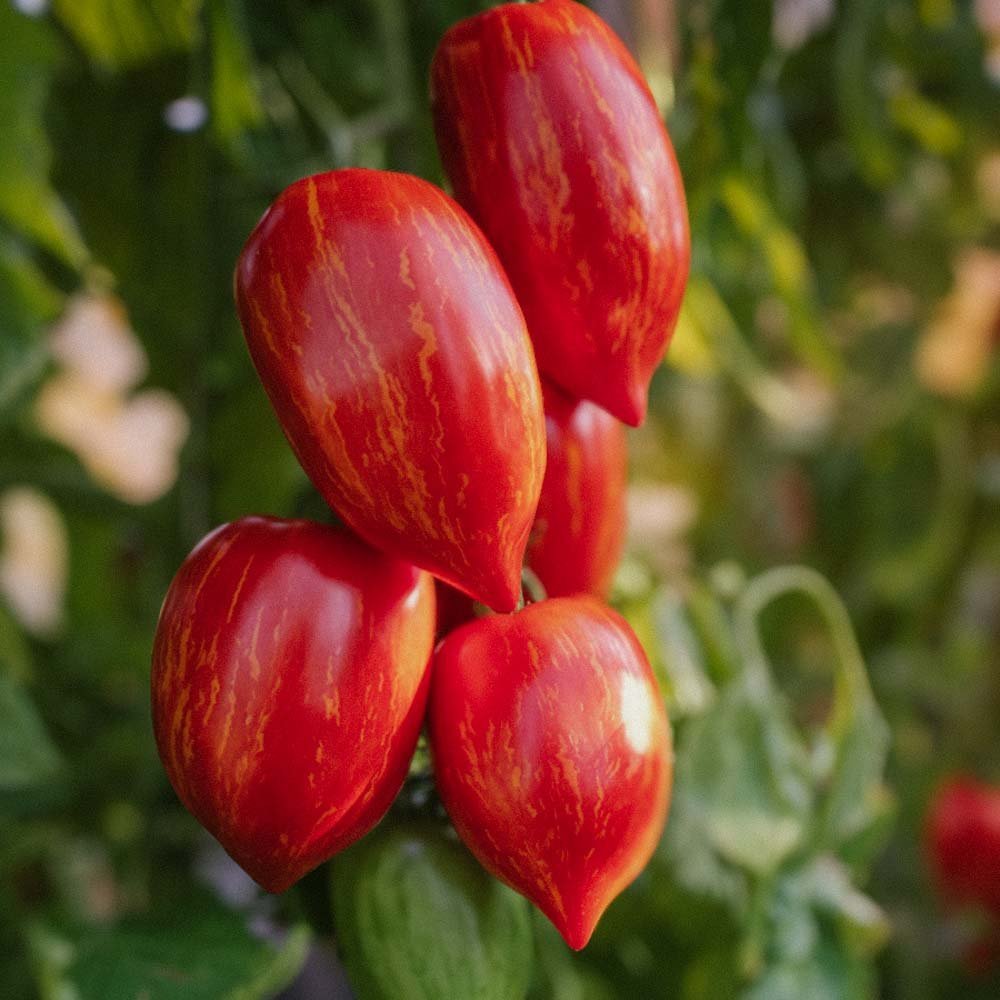 Tomatfrön 'Marmorossa' - 10 Ekologiska Frö