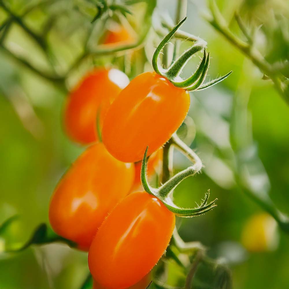 Tomatfrön 'Ormato' - 10 Ekologiska Frön