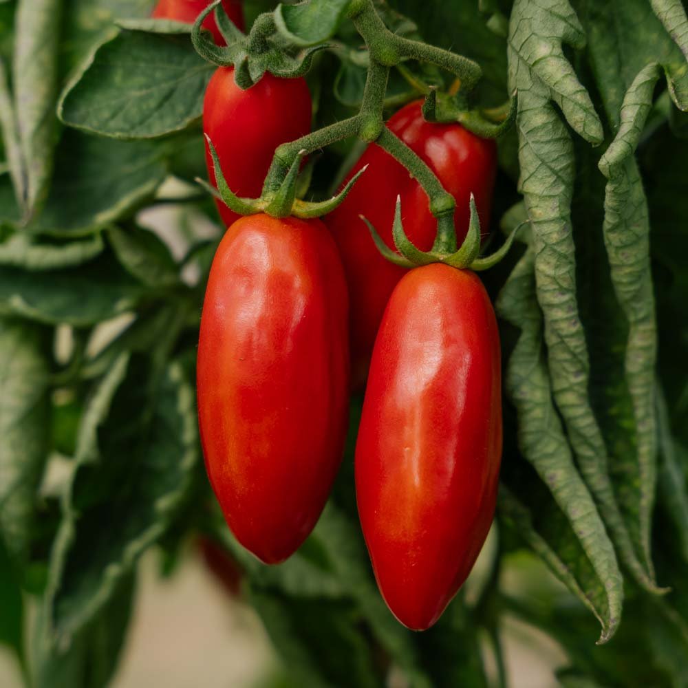 Tomatfrön 'San Marzano' - 10 Ekologiska Frön