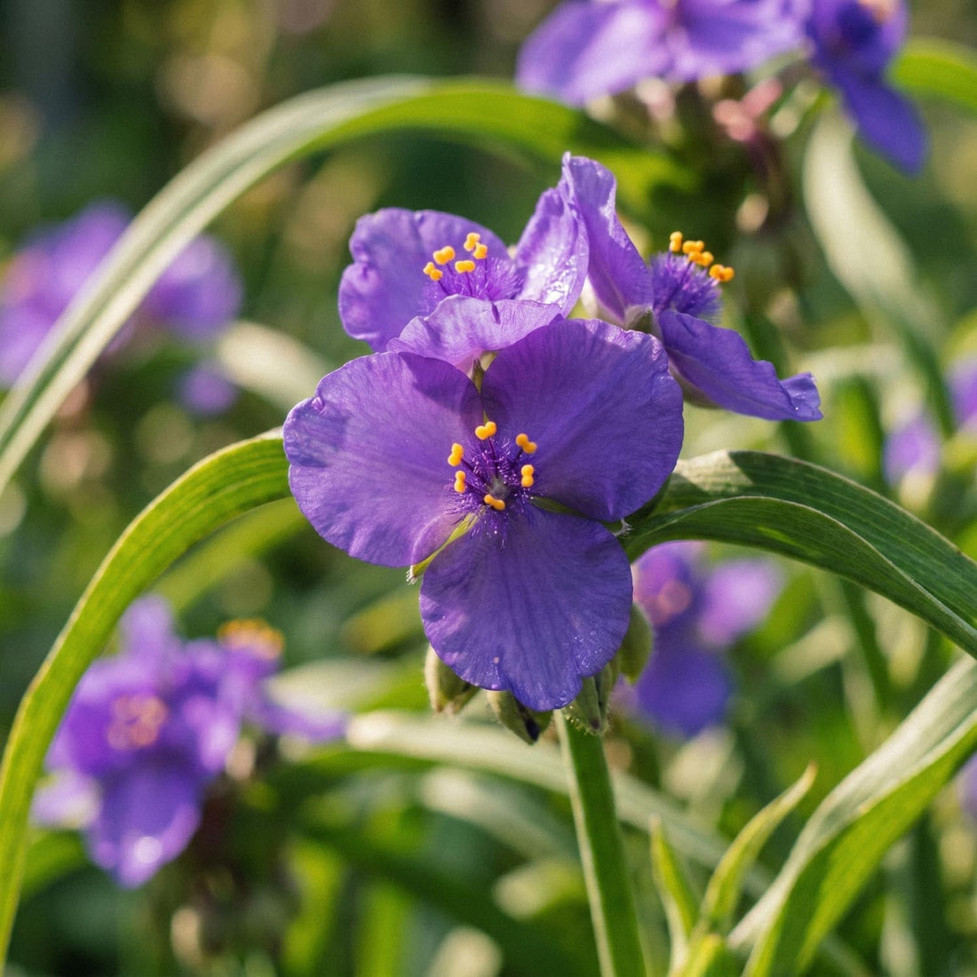 Tradescantia, Tremastarblomma 'Charlotte'