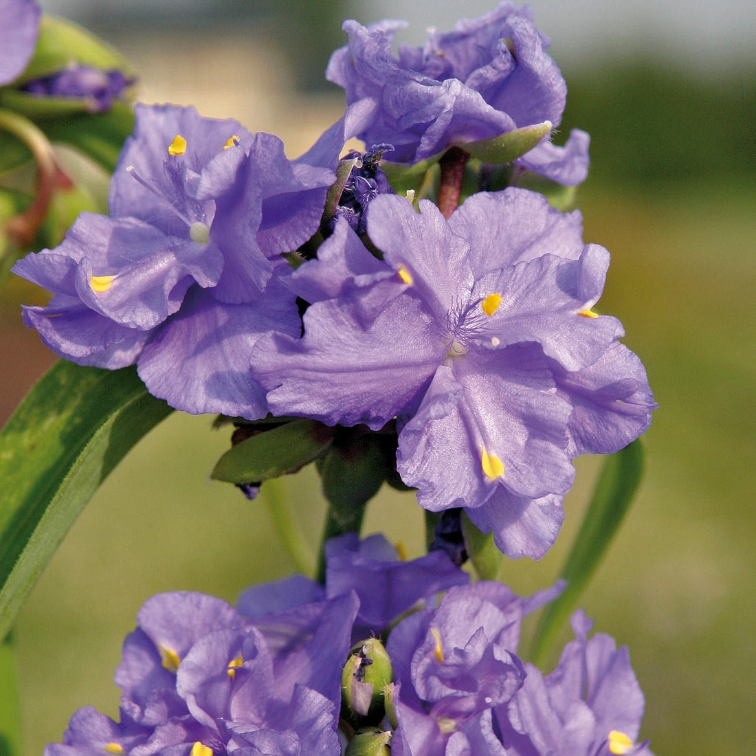 Tradescantia, Tremastarblomma 'Zwanenburg Blue'