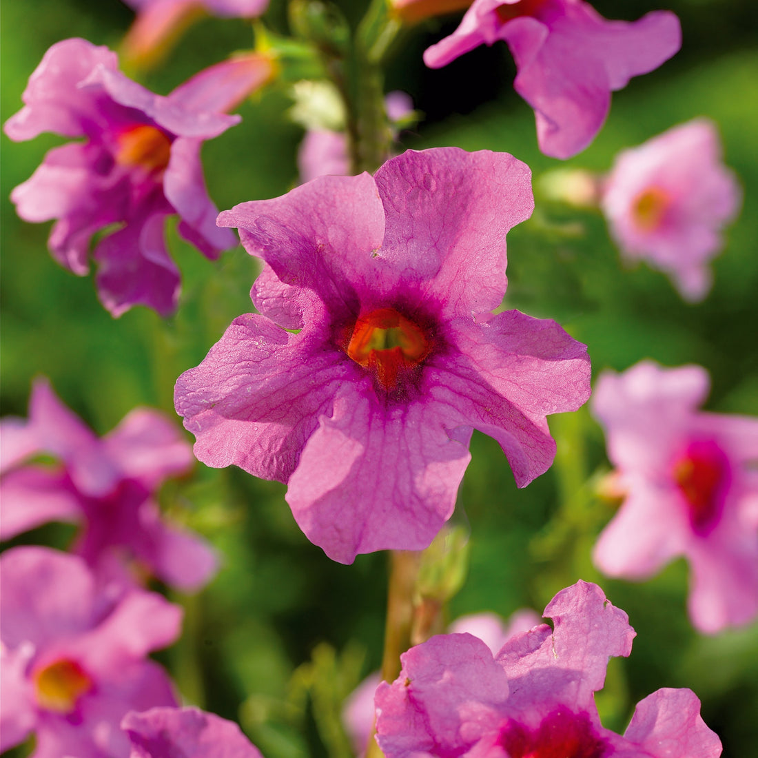 Trädgårdsgloxinia, Incarvillea delavayi 'Pink'