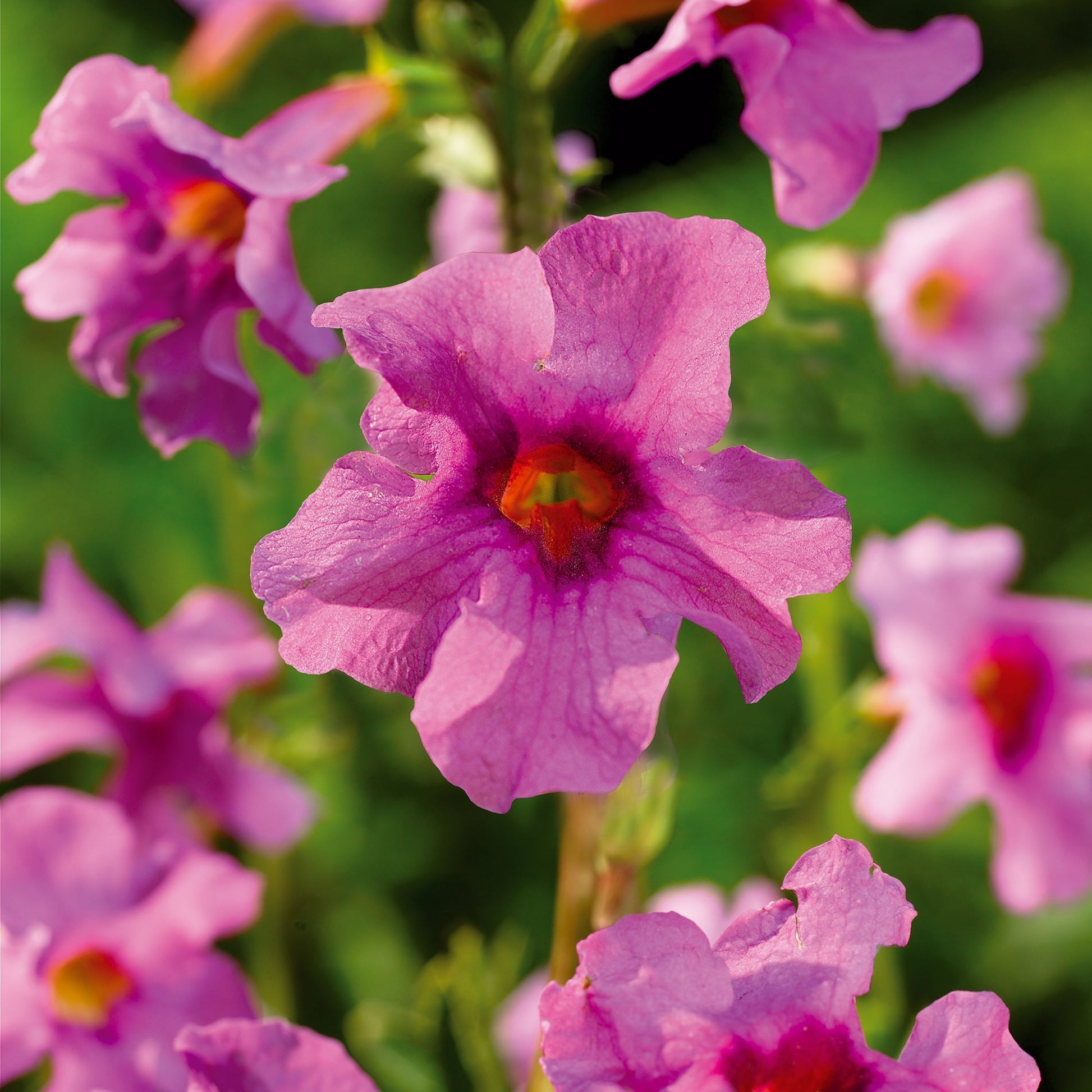 Trädgårdsgloxinia, Incarvillea delavayi 'Pink'