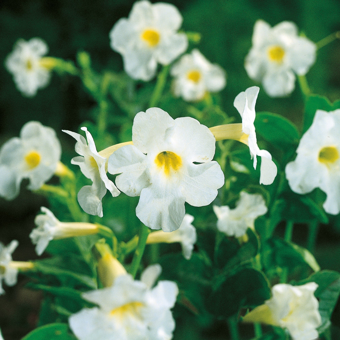 Trädgårdsgloxinia, Incarvillea delavayi 'White'